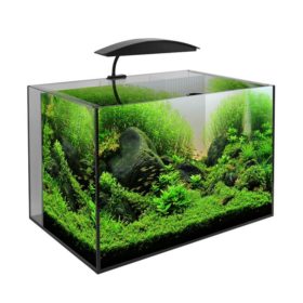Fish , Tanks & Aquariums